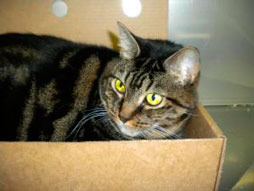 Cats ages six months and older can be adopted for free until Oct. 31 at the Pet Adoption Center in Kent.