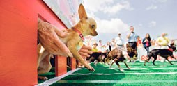 The KMPS Chihuahua Race is set for 11 a.m. to 1 p.m. Thursday