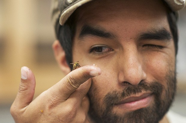 Eye for nature: Danny Najera is dedicated to studying the complexity of honeybees.