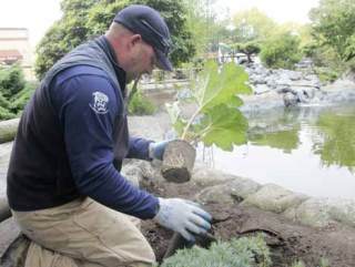 Kaibara Park in Kent has been renovated over the summer and is near completion.  City of Kent maintenance worker Shane Sehlin plants a giant gunera near the edge of the pond Sept. 18.