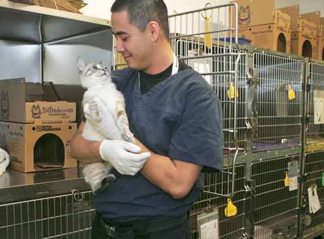 Kent Animal Care and Control Shelter veterinarian assistant Sho Sheller takes out a stray cat in quarantine to check the status of its health April 6 at the Kent Animal Shelter.