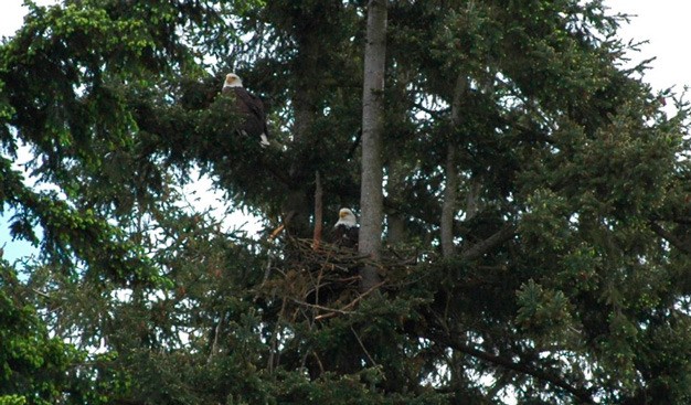 Two eagles perch by their nest near Panther Lake in Kent.