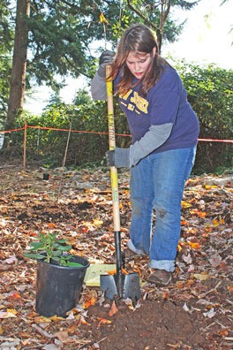 Joselyn Cook digs a hole for plants during a Kenton Firs Community Association work party last weekend along a greenbelt in the East Hill neighborhood. Volunteers put in nearly 350 plants and trees.