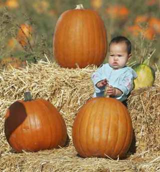 Seven-month-old Zion Chang poses with pumpkins bigger than her Oct. 18