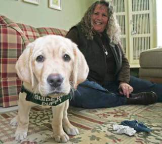 Golden retriever puppy Lipton stares into the camera curiously while Kent resident Kelli Reiter talks about her experiences as a guide-dog trainer.  Reiter has been a trainer for eight years and Lipton is her ninth dog.