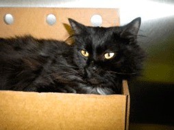 A mobile spay station will be available twice a week at the Kent Pet Adoption Center.