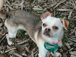 Regional Animal Services of King County is seeking homes for a number of Chihuahuas. The dogs are available for adoption at the animal shelter in Kent.