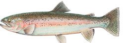 The state Department of Fish and Wildlife recently stocked Lake Meridian in Kent with rainbow trout.