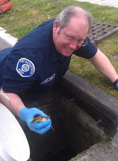 Kent firefighter Steve Smith rescues one of 13 ducklings Tuesday from a East Hill storm drain.