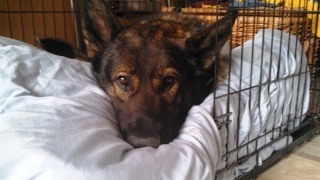 Kato is on the mend from a stab wound and is expected to make a full recovery