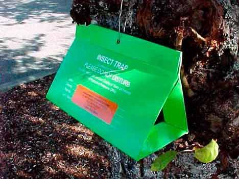 Shown is the kind of insect trap the Washington Department of Agriculture will be putting up around King County (including Kent) to catch and count gypsy moths.