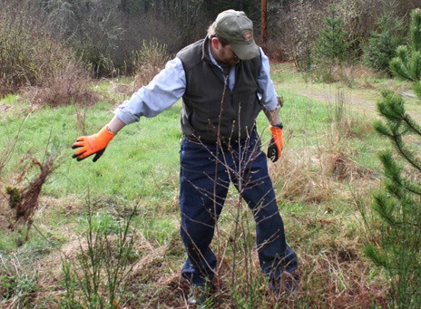 A volunteer helps clear brush in April along the Soos Creek Trail in Kent.