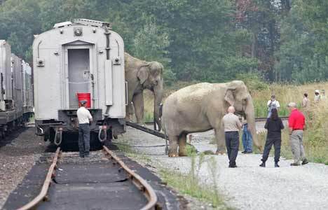 Elephants step out of their coach cart Wednesday to head through Renton and Kent to get to Kent's ShoWare Center. Ringling Bros. and Barnum & Bailey circus offloaded their animals and equipment near Oaksdale Avenue Southwest and Southwest 41st Avenue in Renton
