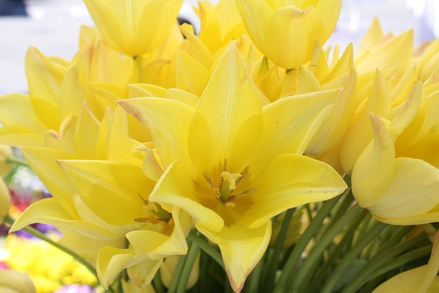 The Kent Farmers Market open Saturday.