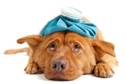 Keep an eye on your dog to make sure it doesn't show any signs of dog flu.