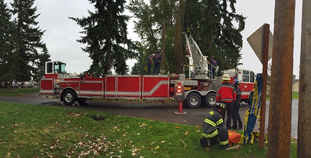 Kent firefighters used a ladder truck to rescue an injured man who was topping a tree Sunday morning.