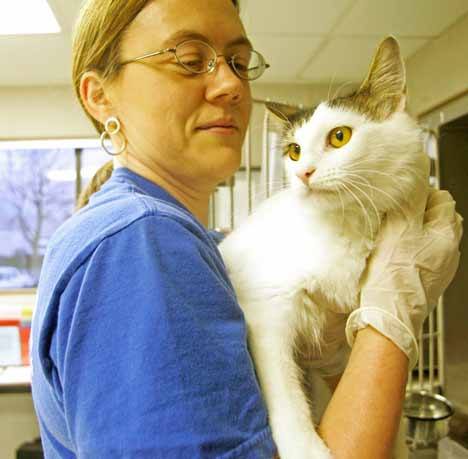 King County Animal Care and Control Volunteer Dawn Gerken holds a cat at the Kent animal shelter earlier this year.