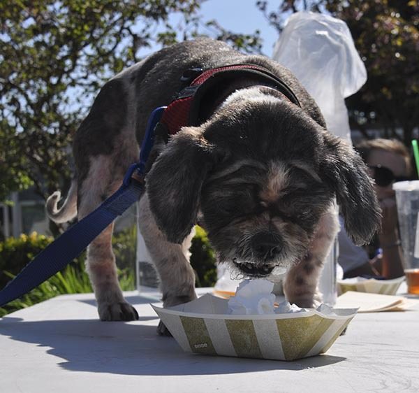 Gizmo enjoys a puppucino (whipped cream in a bowl) after the Pampered Parade last Saturday in downtown Kent.