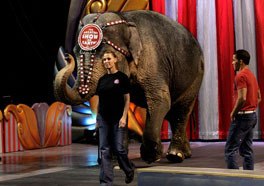 The Ringling Bros. circus returns to Kent's ShoWare Center Aug. 31-Sept. 3.