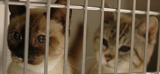 Eight of the cats taken into custody last month at an Auburn camper are now available for adoption at the King County Pet Adoption Center in Kent.