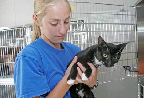 Kent Animal Shelter volunteer Jennifer Bennett holds one of the shelter's adoptable cats in September. The shelter has waived its adoption fees