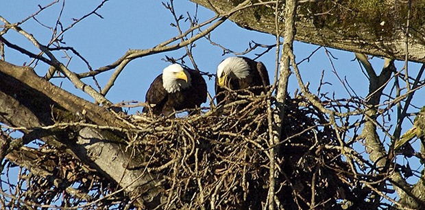Photographer Ken Morain recently captured this image of two mighty bald eagles in their nest overlooking the Green River.