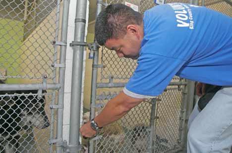 Volunteer Derek Yoshinaka checks on dogs to take for a walk at the King County Animal Control and Care shelter June 30 in Kent.