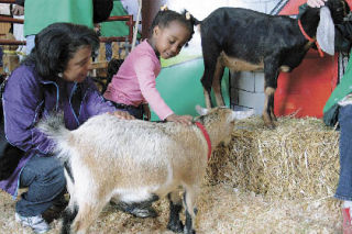 A mother and daughter get a close-up look at the goats during last year’s Puyallup Fair. This year’s fair – which features live music