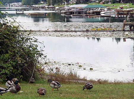 Ducks gather on the shores of Kent's Lake Meridian where a resident reported spotting an alligator-type creature on Tuesday.