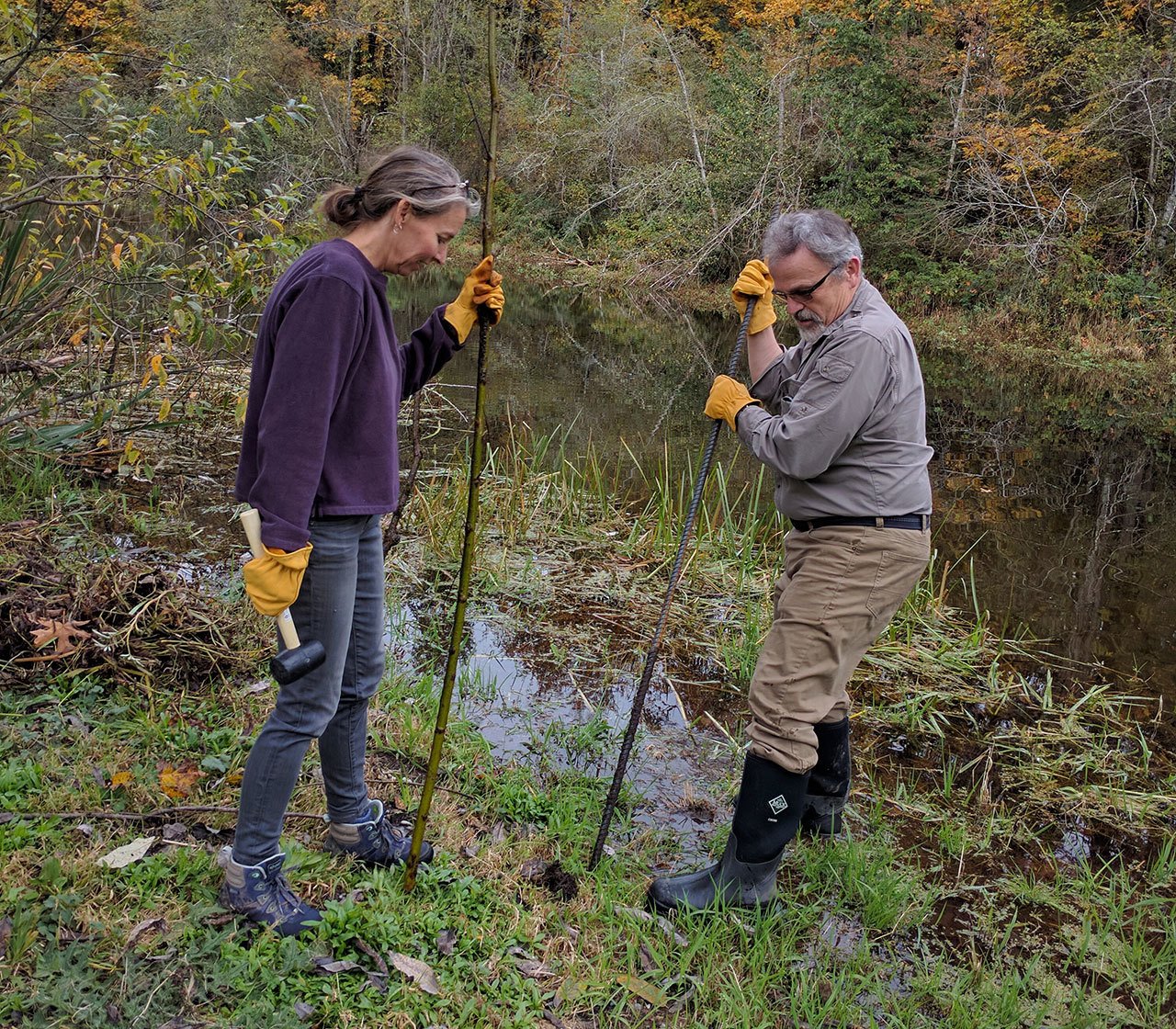 Green River College natural resources students Mari Knutson, left, and Peter Martinez remove invasive species at Jenkins Creek on Oct. 20. COURTESY PHOTO, Green River College
