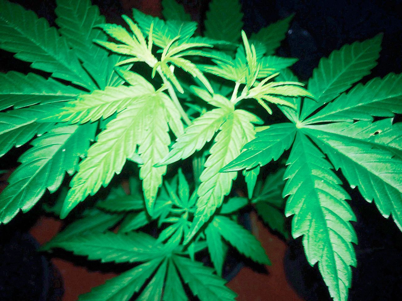 Police raid Kent home with 596 marijuana plants