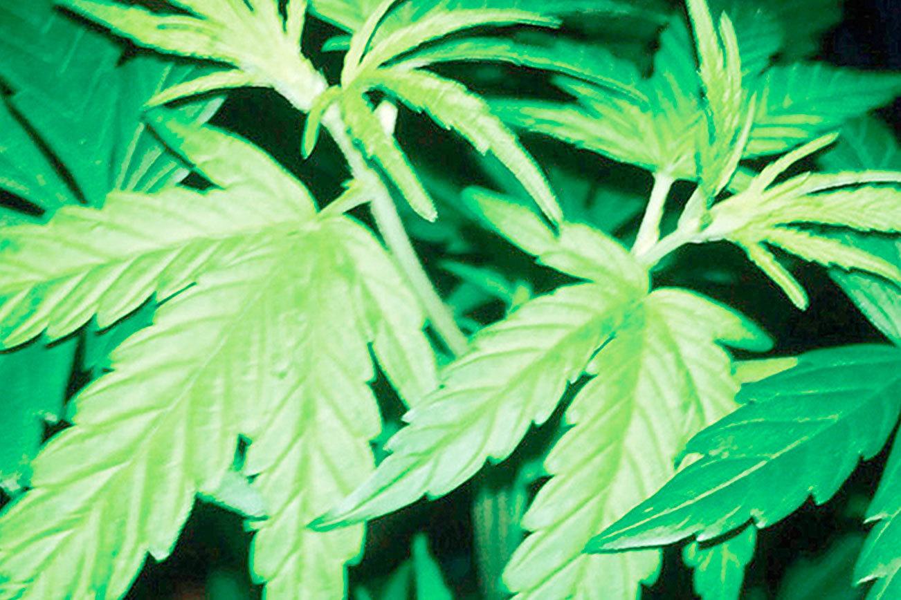 Police raid Kent home with 596 marijuana plants