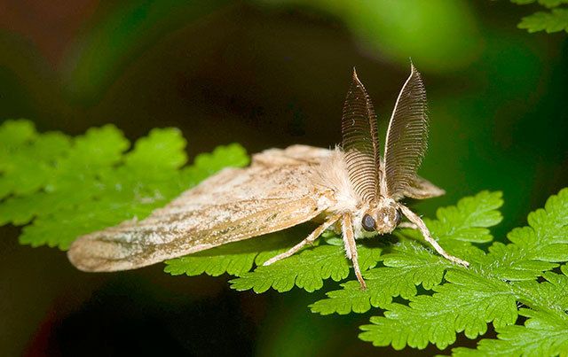State won’t need to spray for gypsy moths in 2017