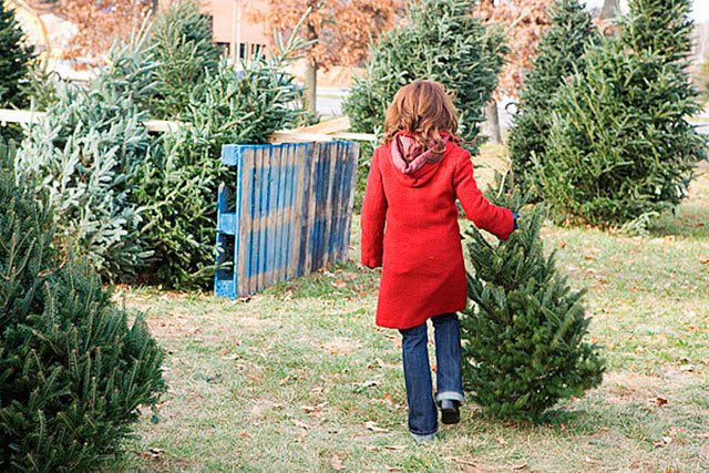 Kent offers free curbside Christmas tree pickup Jan. 2-6