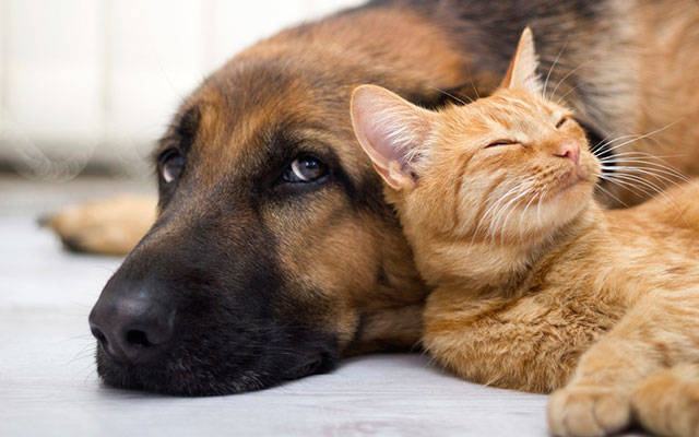Kent urges cat and dog owners to license their pets