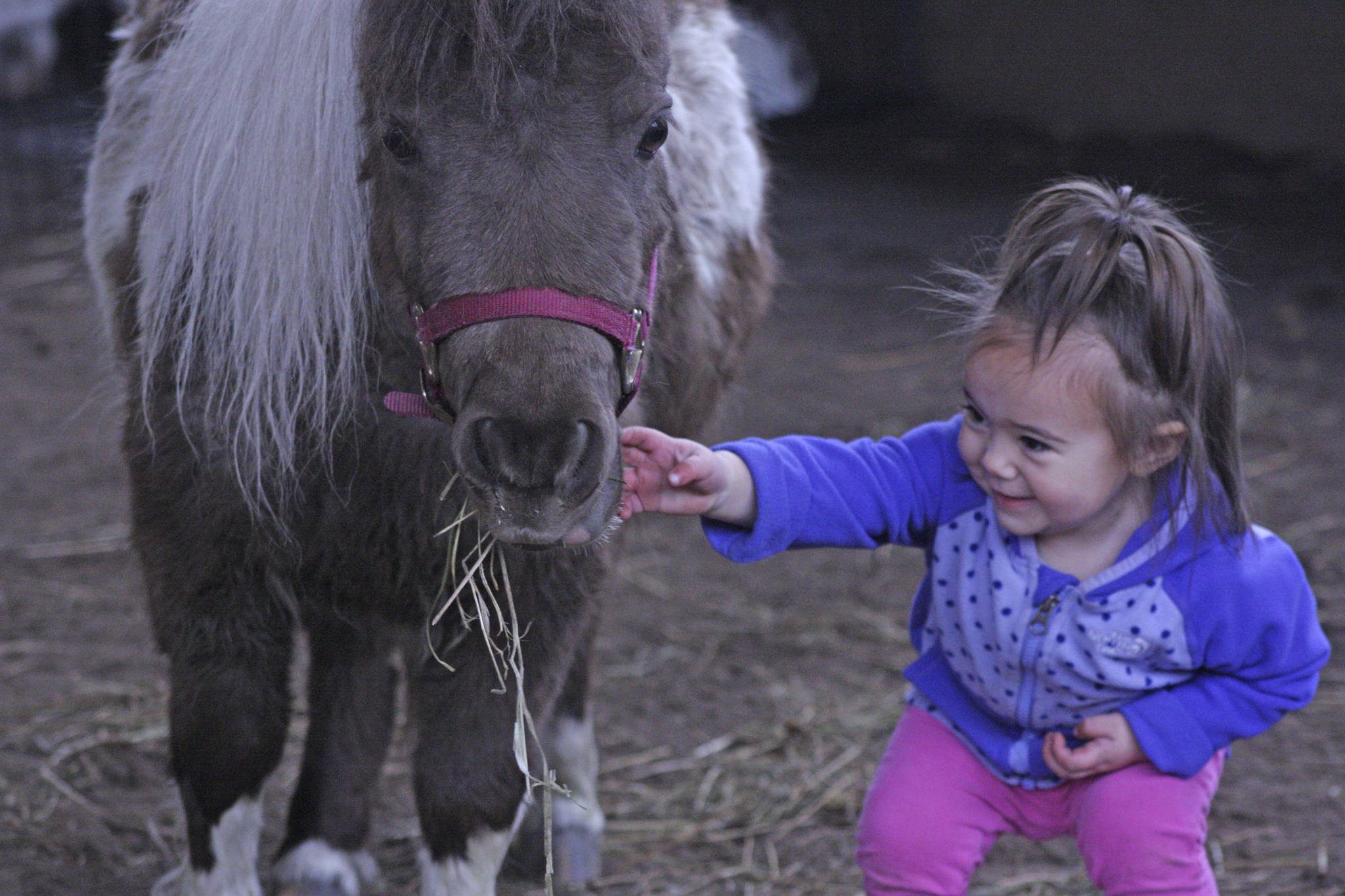 Olivia Phelps, 1, meets a new friend, a pony, in the stable at Reber Ranch during Quota Cares Western Days last Saturday. Quota International of Kent Valley hosted free, fun-filled event for about 250 area children with special needs, and their families. MARK KLAAS, Kent Reporter