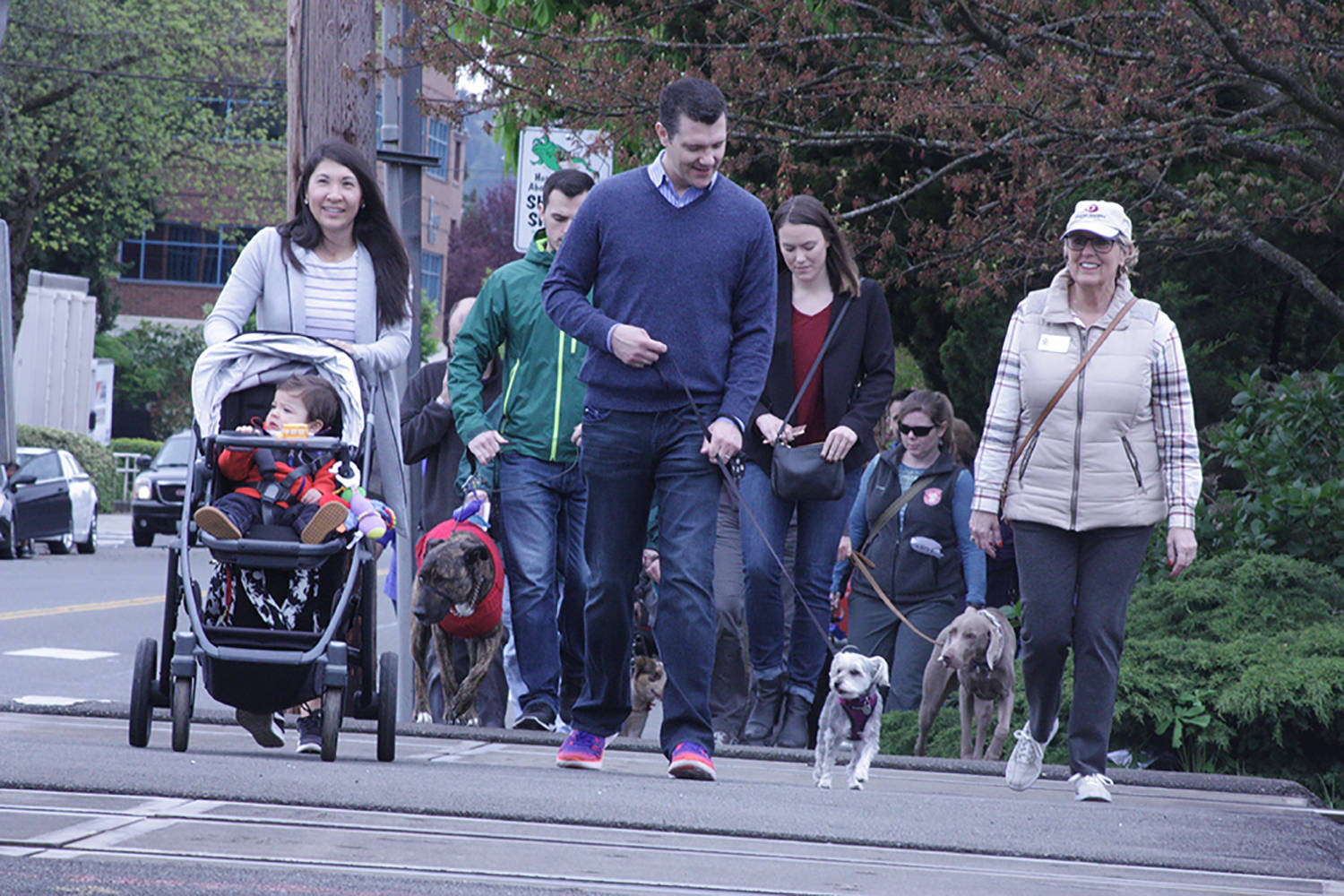 State Sen. Joe Fain and family lead the way on East Gowe Street at the Pampered Pet Walk on Saturday. MARK KLAAS, Kent Reporter