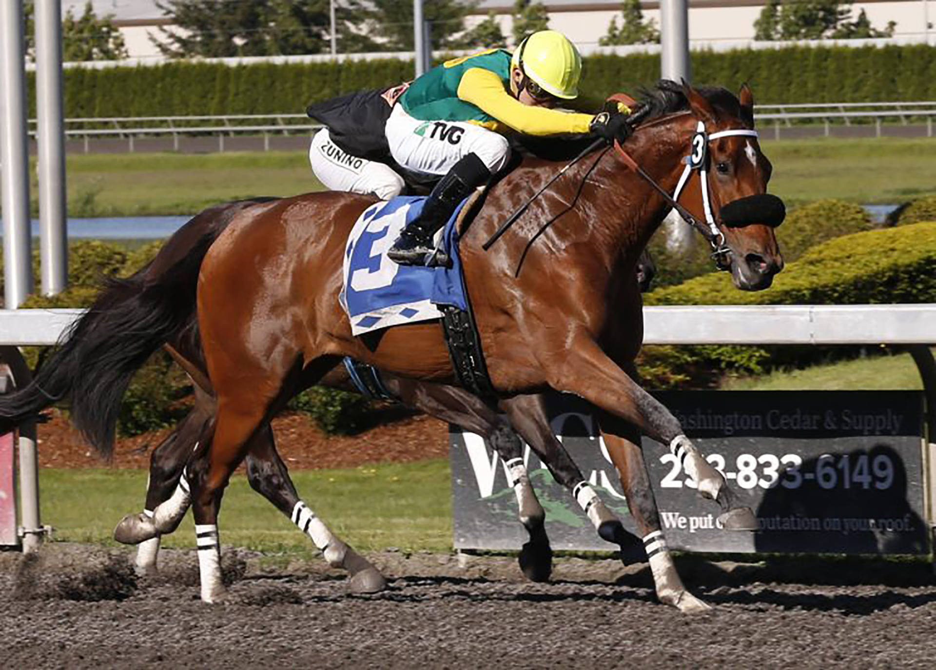 Eswan Flores guides Citizen Kitty to victory in the $50,000 Hastings Stakes for older fillies and mares at Emerald Downs on Saturday. COURTESY PHOTO, Emerald Downs