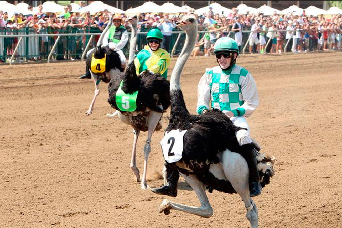 Camel, ostrich racing comes to Emerald Downs on Sunday Notes Kent Reporter