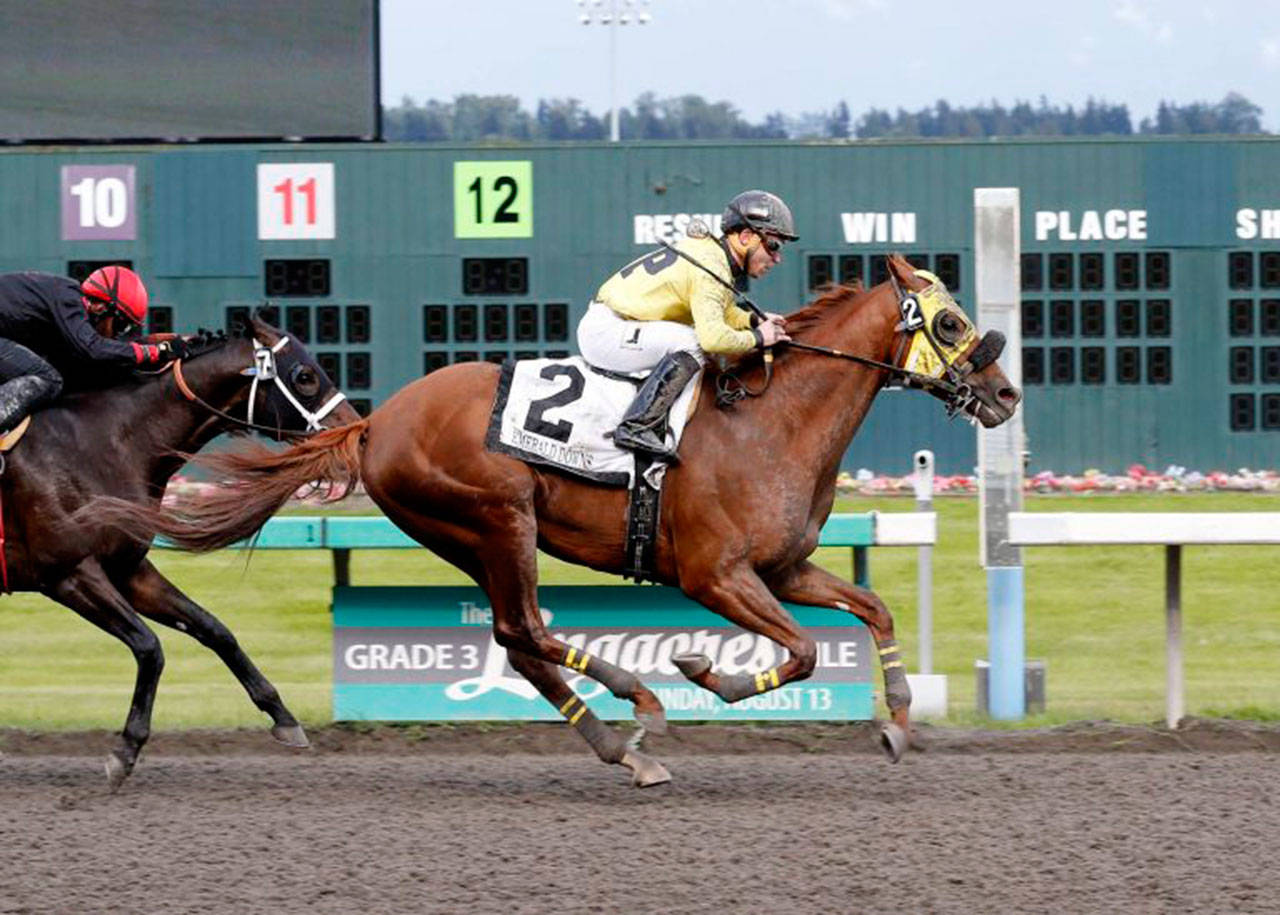 Sharkzilla, upset winner of the Auburn Stakes last month, takes on the field in Sunday’s $50,000 Coca-Cola Stakes st 6½ furlongs. COURTESY PHOTO, Emerald Downs