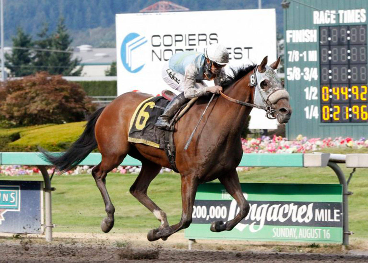 Stryker Phd, a two-time Horse of the Year, goes to the post in Sunday’s sprint, the Budweiser Stakes. COURTESY PHOTO, Emerald Downs