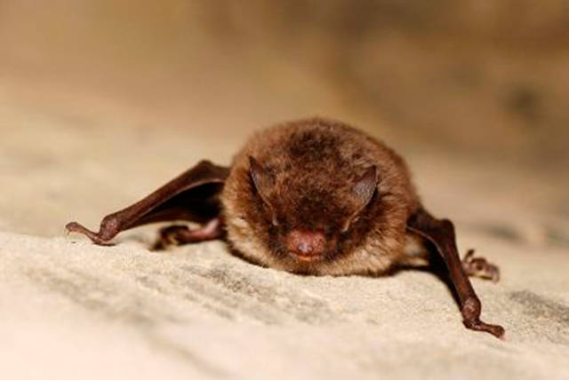 Rabid bat found at SeaTac’s Angle Lake Park