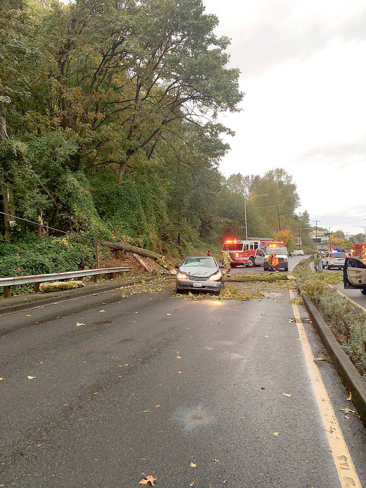 Wind blows down a tree Wednesday afternoon in the 13200 block of Tukwila International Boulevard and caused a minor injury. Courtey Photo, City of Tukwila