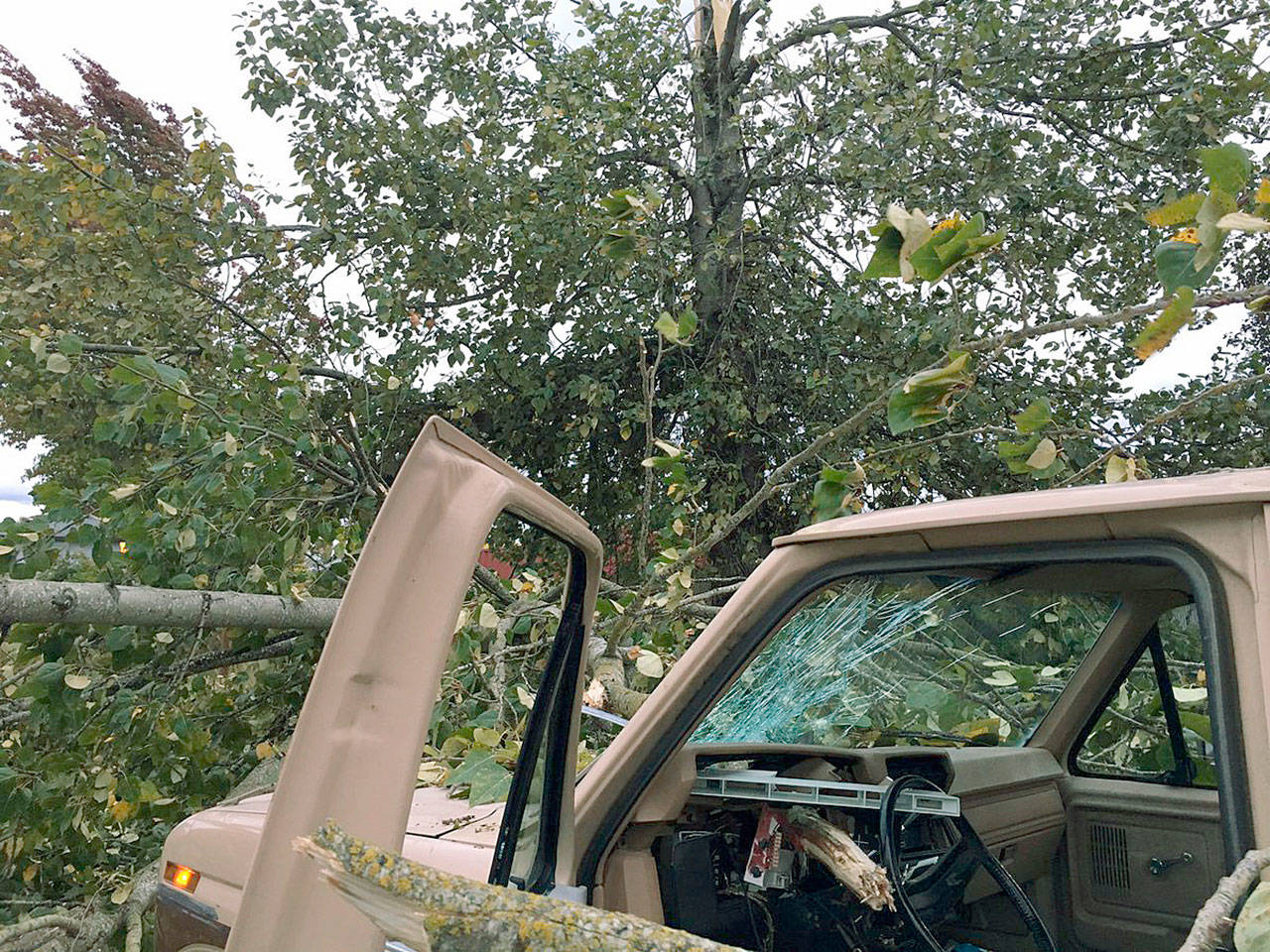 Tree falls into truck during Kent windstorm