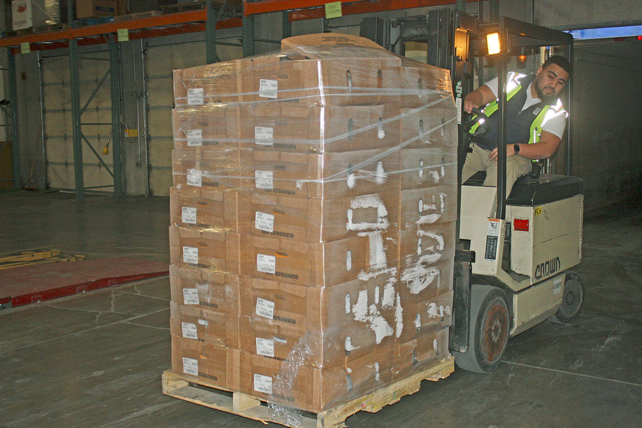 Faapoi Laka Laka, operations worker at the Northwest Harvest Kent warehouse, moves crates of turkeys from the Foster Farms delivery truck Tuesday. MARK KLAAS, Kent Reporter