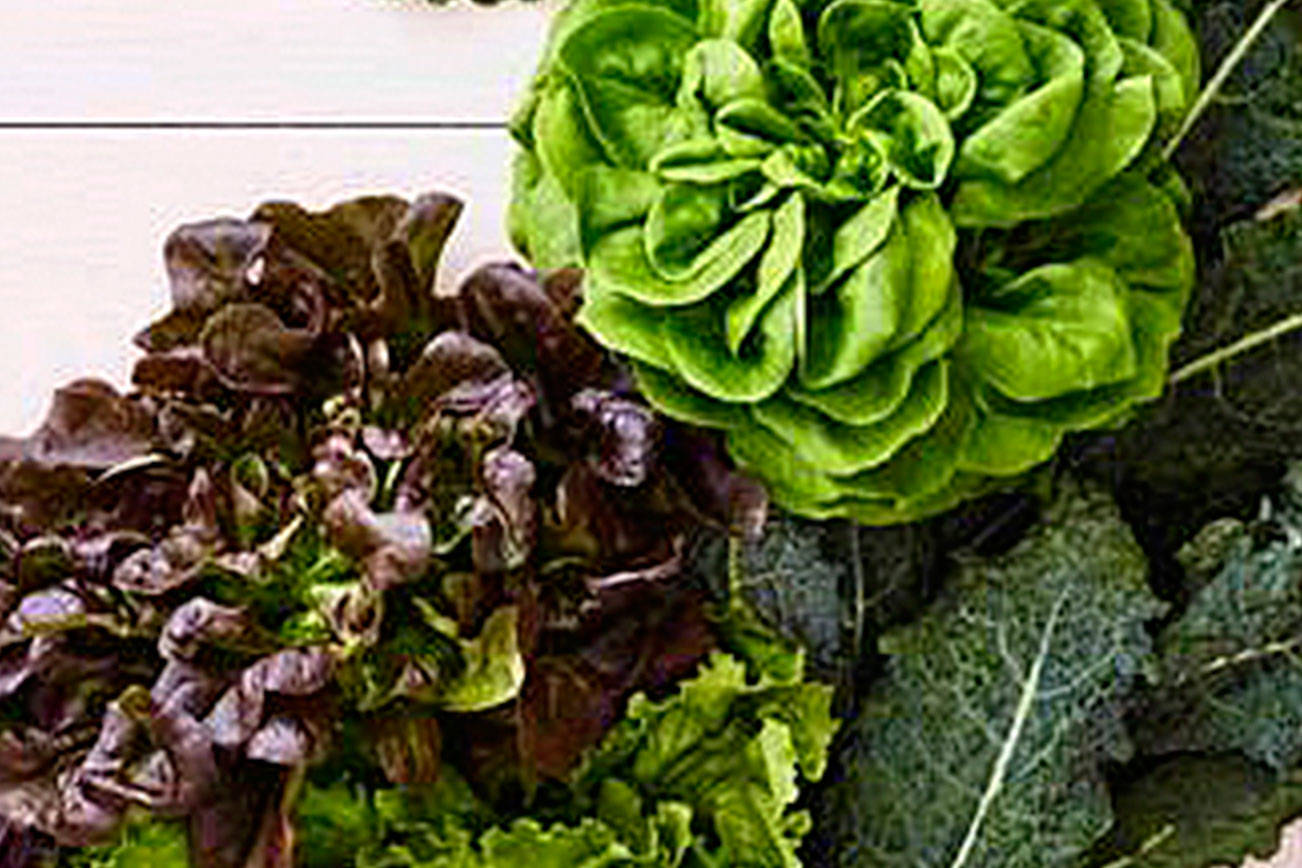 Kent to get large, indoor organic produce farm