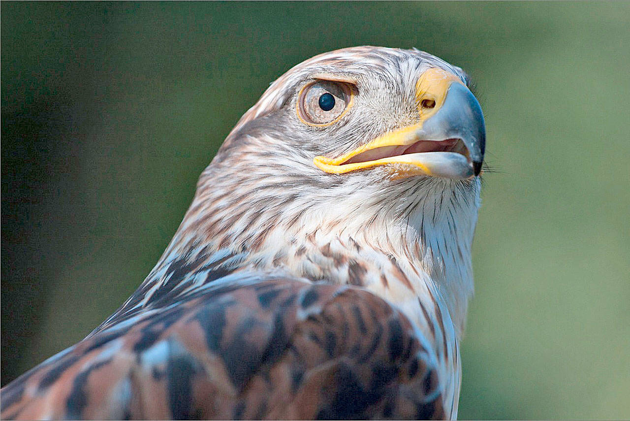 A Ferruginous Hawk, the largest hawk in North America. COURTESY PHOTO