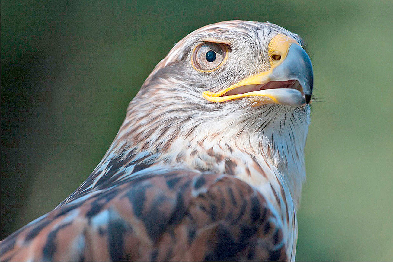 See the largest hawk in North America at Wings of Fall program