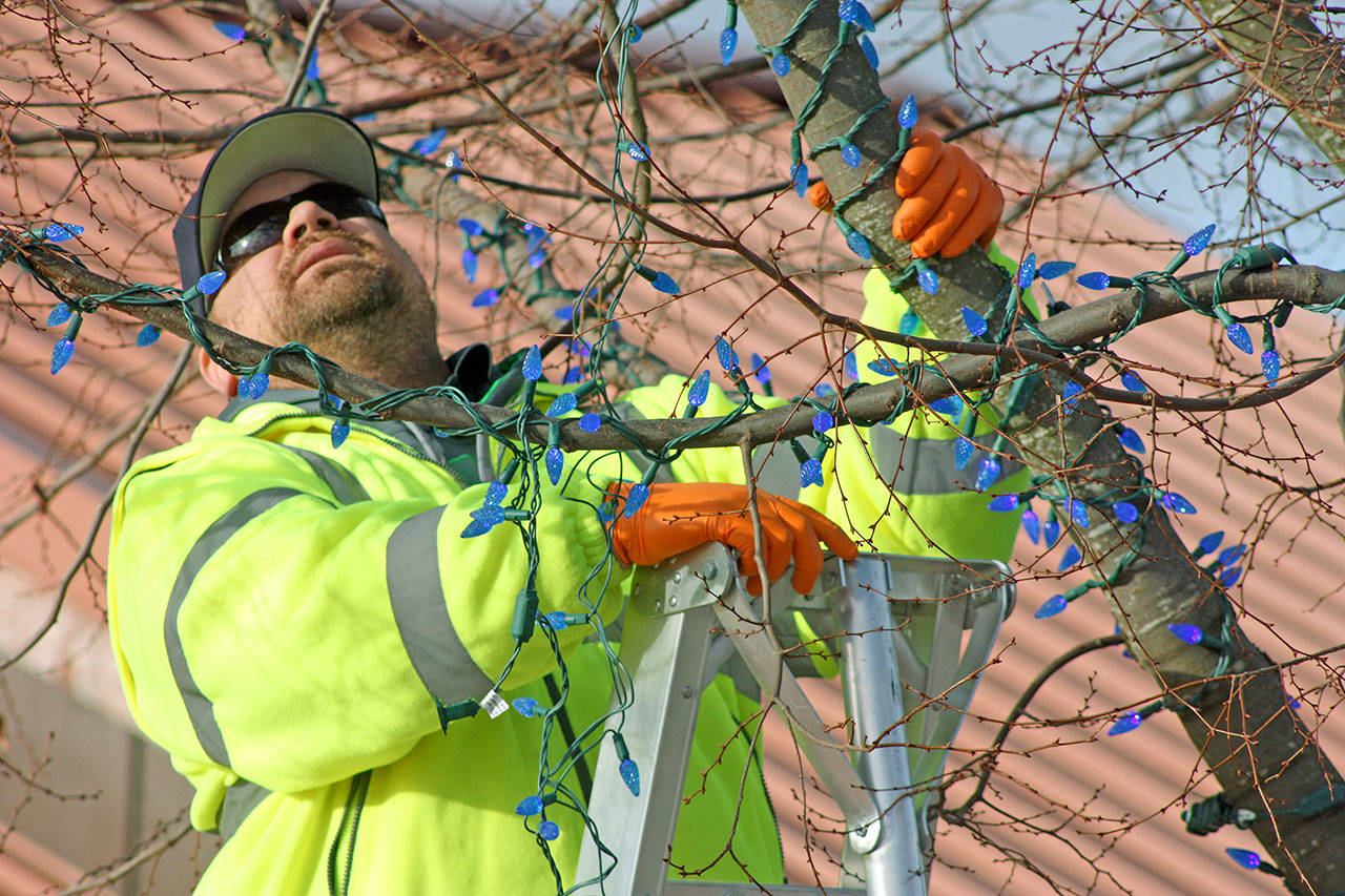 Paul Arrington, of the Kent Parks Department, places lights on a tree in the Town Square Plaza on a 52-degree, mostly sunny Monday afternoon. A city crew was busy decorating the square in preparation for Saturday’s Kent Winterfest celebration. MARK KLAAS, Kent Reporter