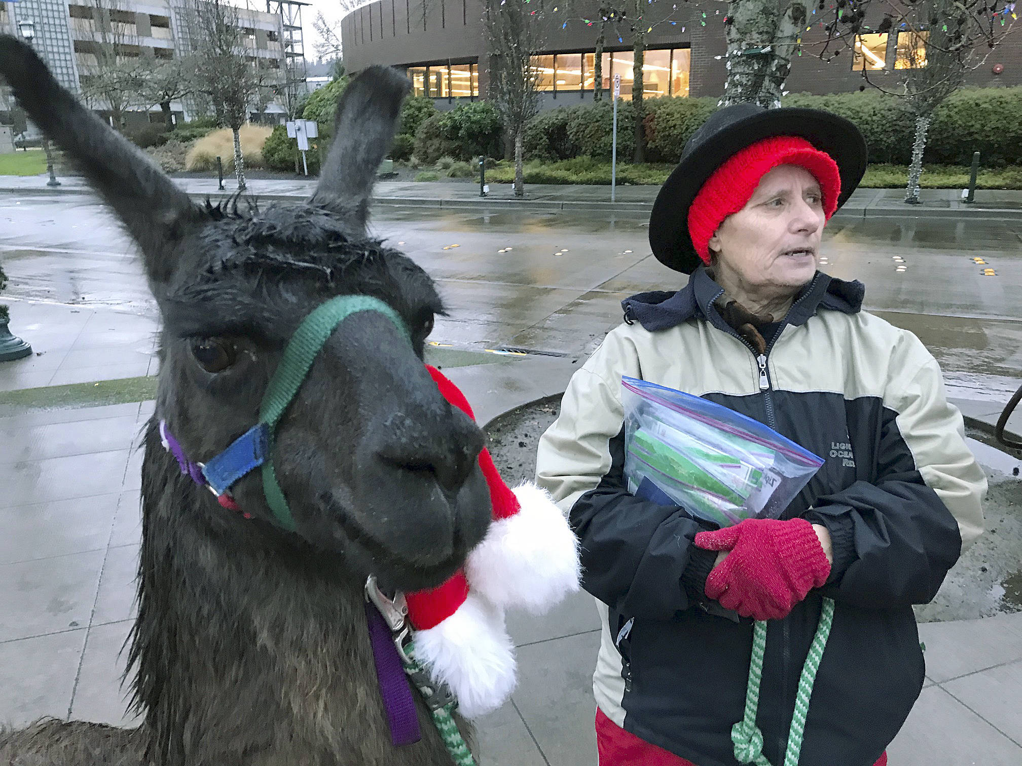 Linda Noland shows off Joseph, her 17-year-old llama, dressed as a reindeer. MARK KLAAS, Kent Reporter